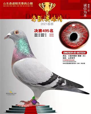 2021年春山东鼎盛精英公棚决赛495名