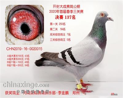 2020年河南大成公棚三关鸽王五位