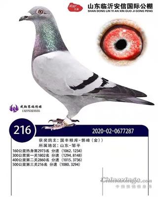 2021年春山东临沂安信公棚决赛216名