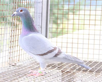 【杰夫.凡温克】