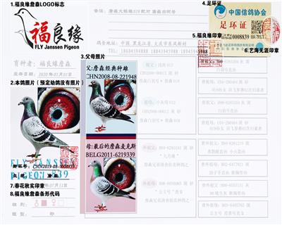 福良缘詹森鸽血统书防伪声明！