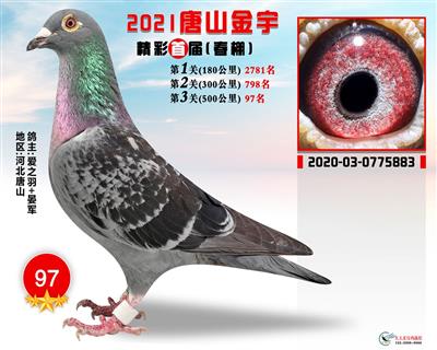 2021年公棚成绩鸽