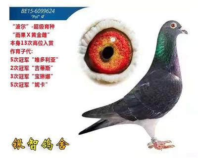 “雨果Ⅹ黄金雌”直子，供欣赏