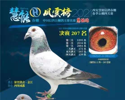 “波尔Ⅹ黄金雌”直女，供欣赏