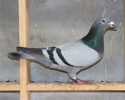 【克拉克斗士】