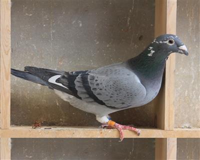 【慕利门白尾号】