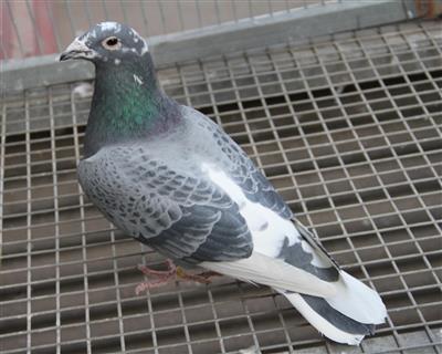 【慕利门小白尾】