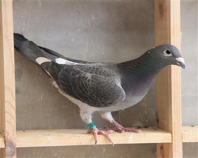 【慕利门军校生】