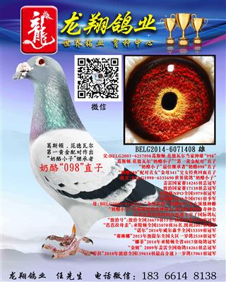 奶酪“098”直子