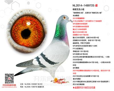 【杨欧瓦克小姐】2015年震撼赛将！