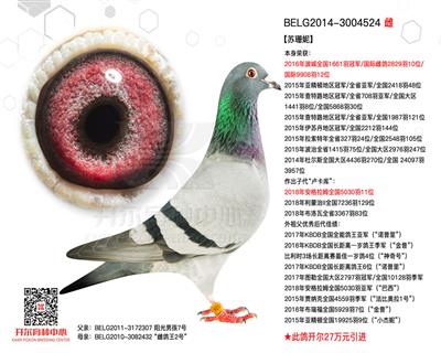 阿曼多配对雌—【苏珊妮】