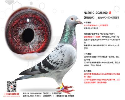 【新独行侠】：波治NPO全国万羽冠军！