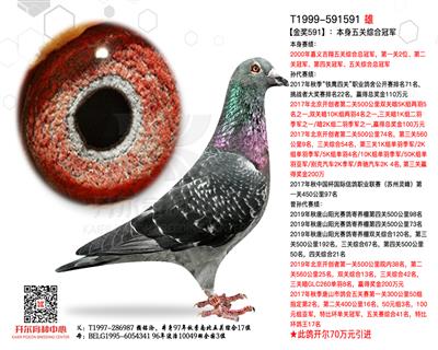 【金奖591】：本身五关综合冠军！