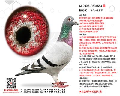 【独行侠】奥林匹克长距离鸽王冠军