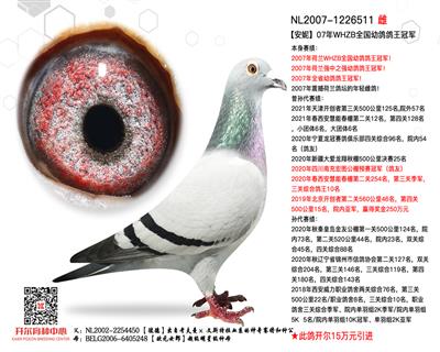 【安妮】WHZB幼鸽鸽王冠军