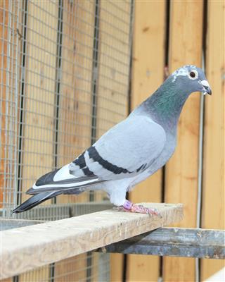 【英格斯231直孙女】