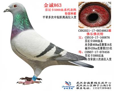 金诚863