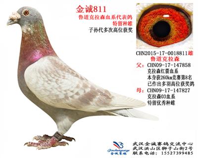 金诚811