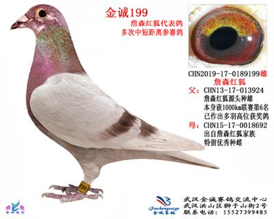金诚199