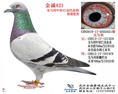 金诚421