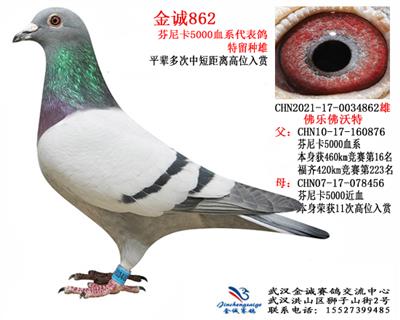 金诚862