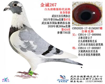 金诚267