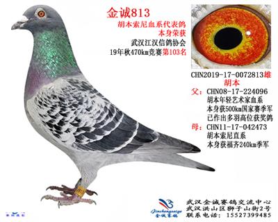 金诚813