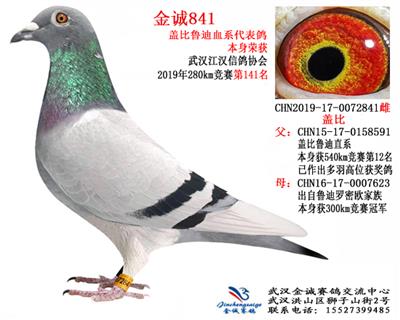 金诚841