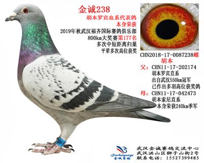 金诚238
