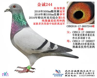 金诚244