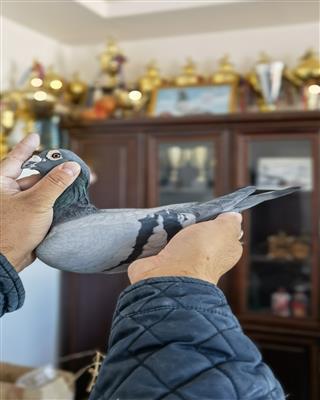 『风云再起788直子』