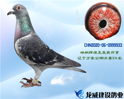 神州辉煌王玉爽公棚高位奖鸽