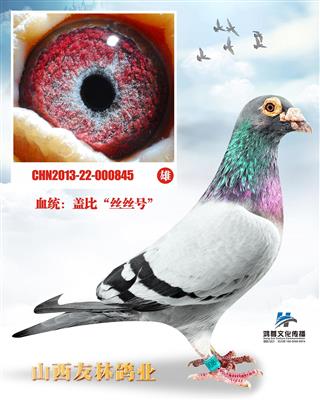 盖比丝丝多重近血