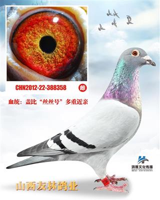 盖比＂娇小号多重近血