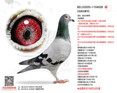 阿曼多配对雌—“无敌白腹号”