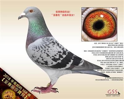 【至尊丽莎寶貝】“至尊号”回血外孫女！