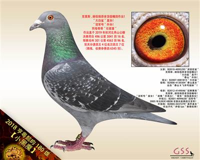 【小黑魔】“冠军号”外孙！