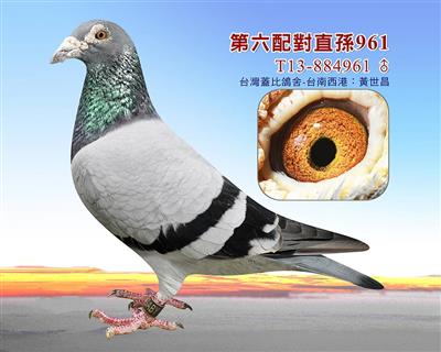 盖比黃金第六配直孫