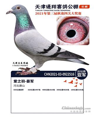 2021年公棚成绩鸽