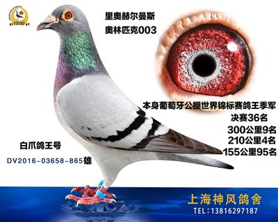 鸽王季军