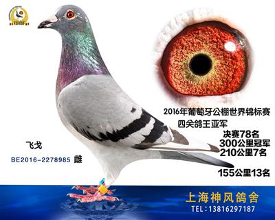 鸽王亚军