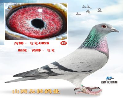 芮娜“飞戈直子x飞戈直子”