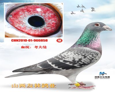 小迪克近亲直孙