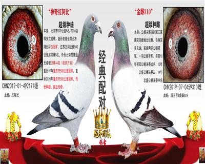 红阿比冠军之源