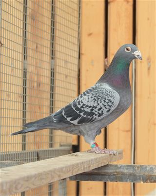 【所向无敌888】