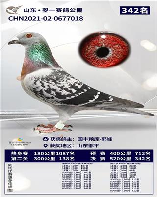 2021年秋山东曌一赛鸽公棚决赛342名