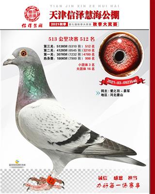 2021年公棚成绩鸽