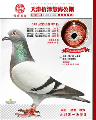 2021年公棚成绩鸽