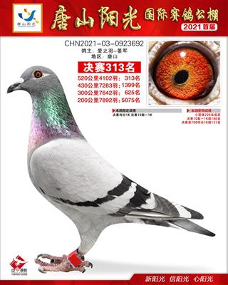 2021年公棚成绩鸽