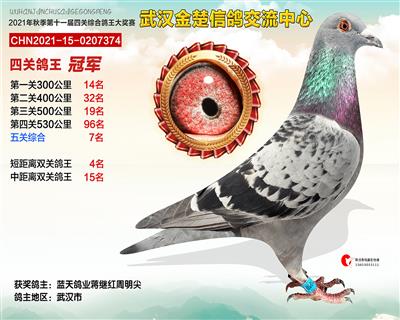 金楚公棚鸽王冠军